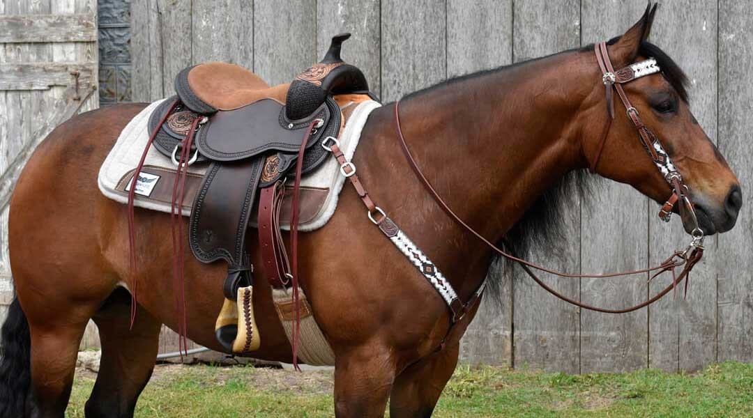 The Importance of a Properly Fitted Horse Saddle